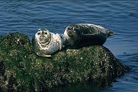 Harbor seals (Phoca vitulina)2 Harbor seals