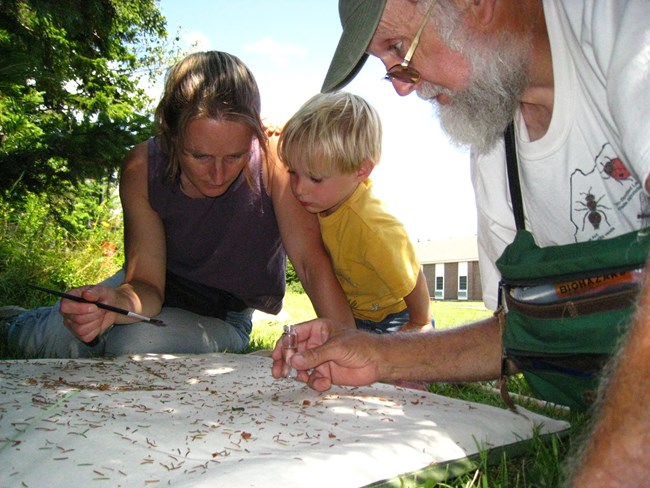 Citizen scientists look for insects during a bioblitz inventorying biodiversity in Acadia National Park.