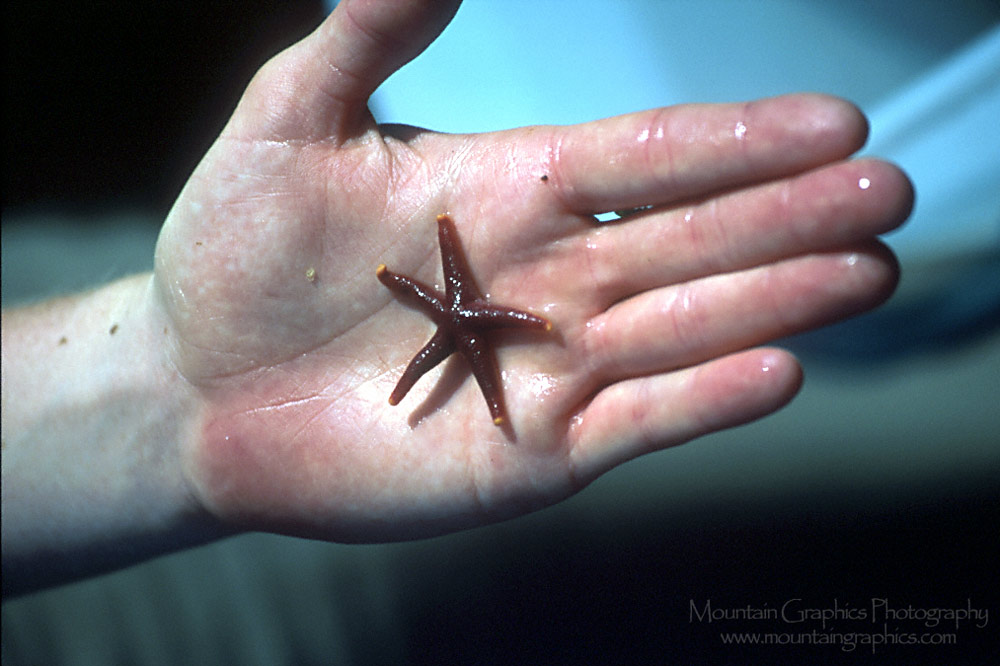 Red blood star in hand