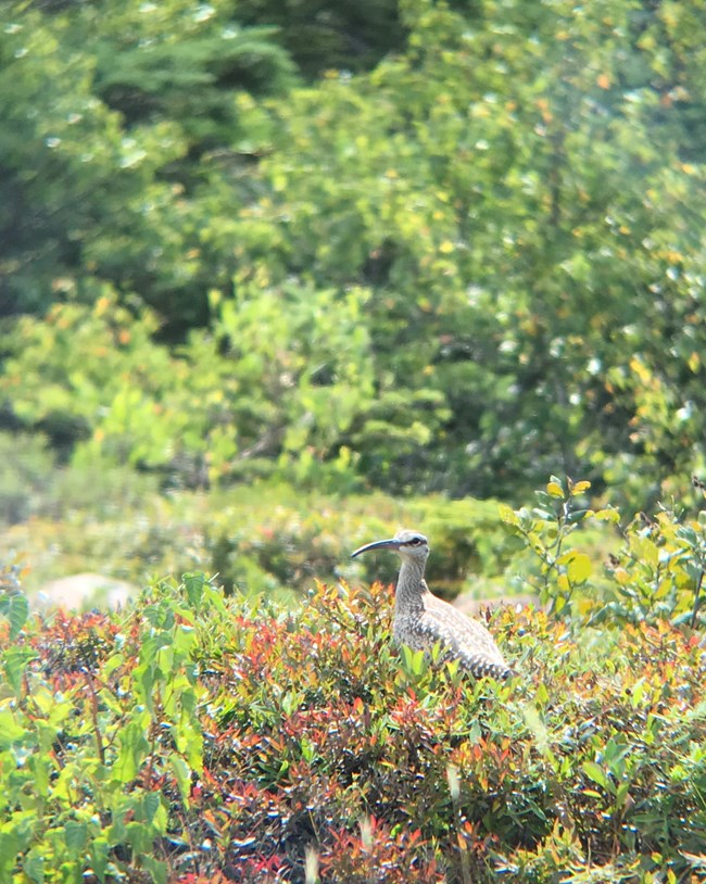 Whimbrel in Acadia A Whimbrel on Cadillac Mountain
