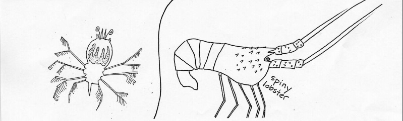 spiny lobster and larvae hand drawn image