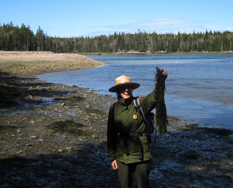 Ranger holding rockweed and overlooking the harbor