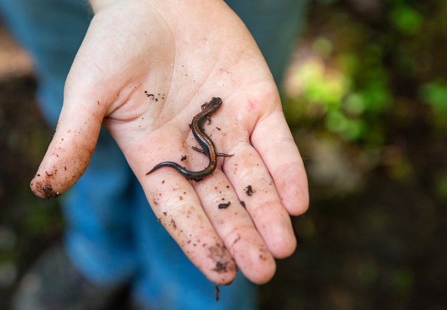 salamander on a human hand