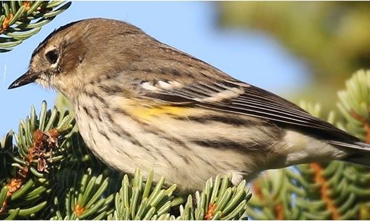 Yellow Rumped Warbler on a tree branch