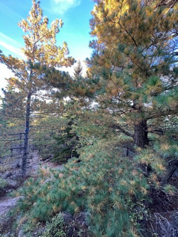 pine tree with yellow and green needles