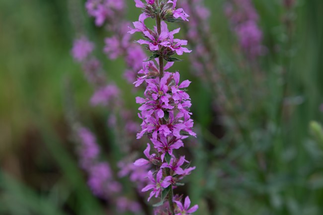 Purple loosestrife flowers