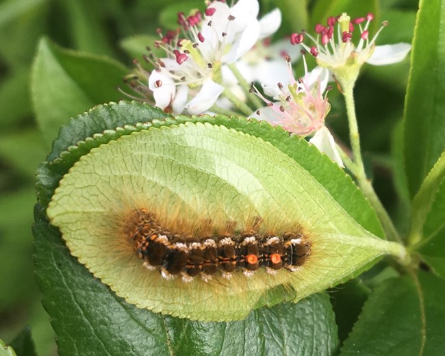 Pests, Diseases, & Invasive Animals - Acadia National Park (. National Park Service) Pests, Diseases, & Invasive Animals - Acadia National Park (. National Park Service)