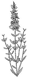 Drawing of purple loosestrife plant Drawing of purple loosestrife plant