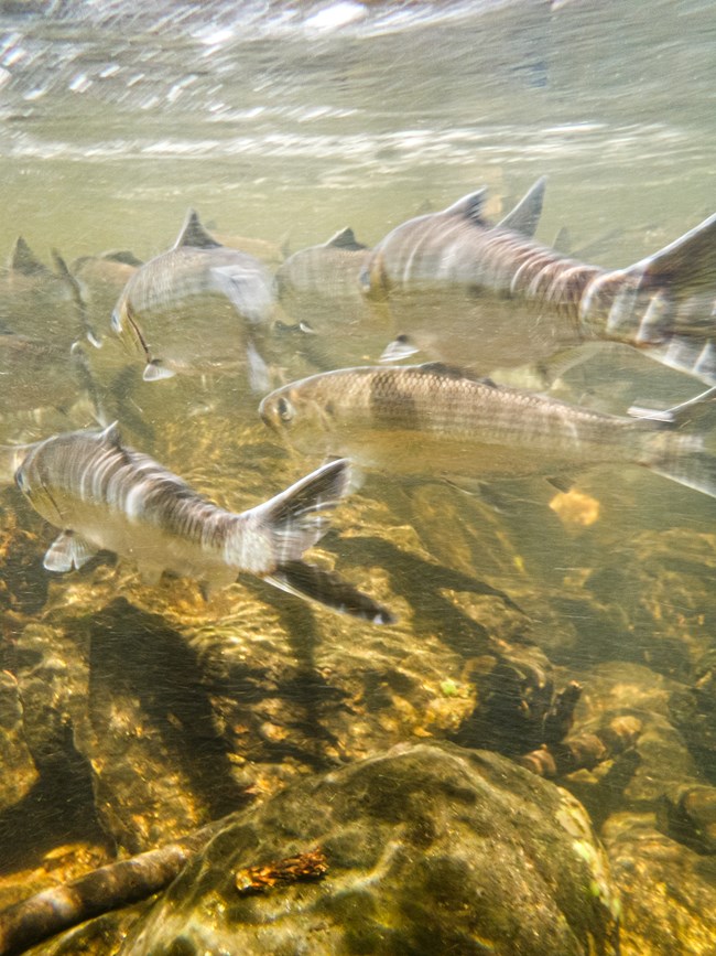 alewives swim upstream