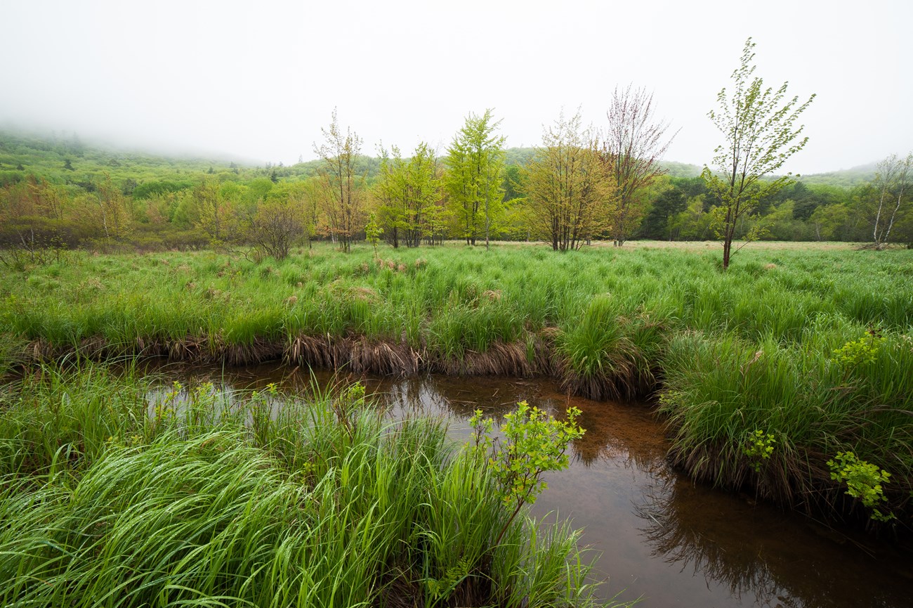 Marshy area near a meadow with trees