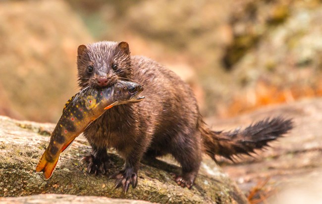 A mink carries a brook trout in its mouth
