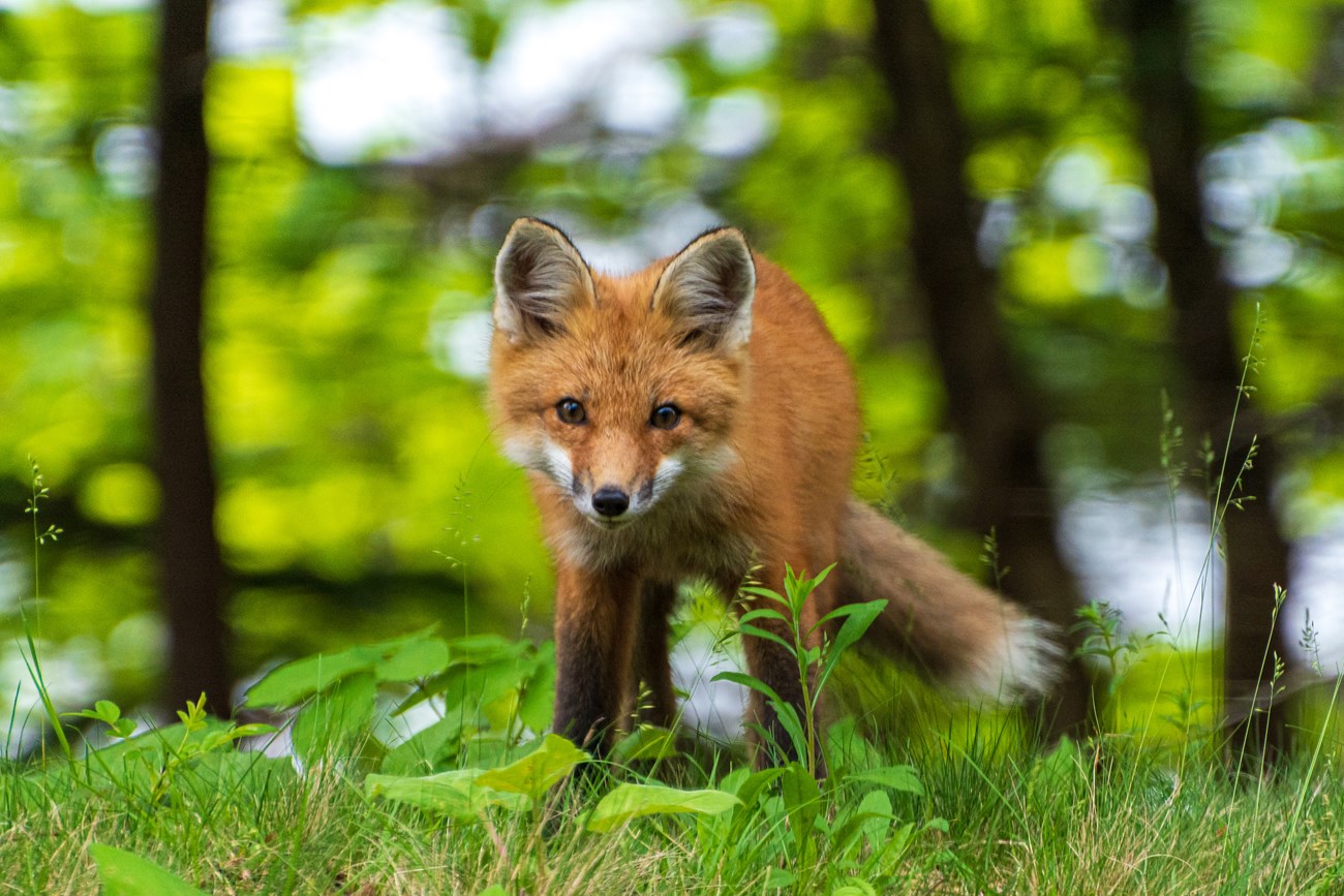 A red fox stands in a forest