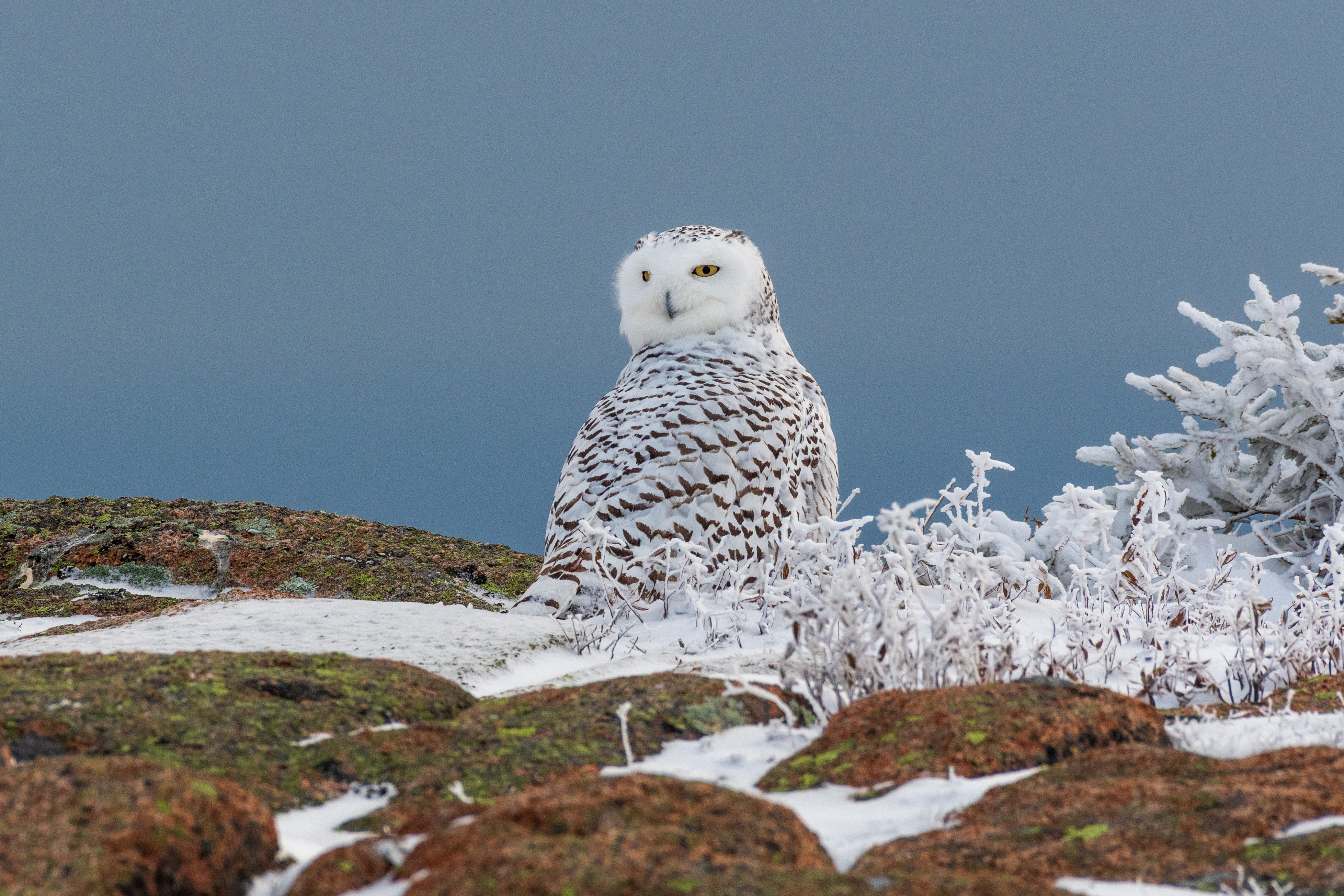 A snowy owl in Acadia National Park