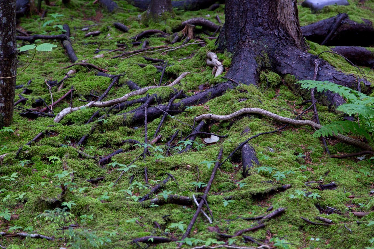 Moss - Acadia National Park (U.S. National Park Service)