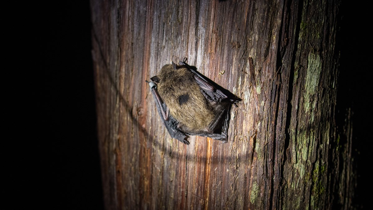 Bats Acadia National Park (U.S. National Park Service)