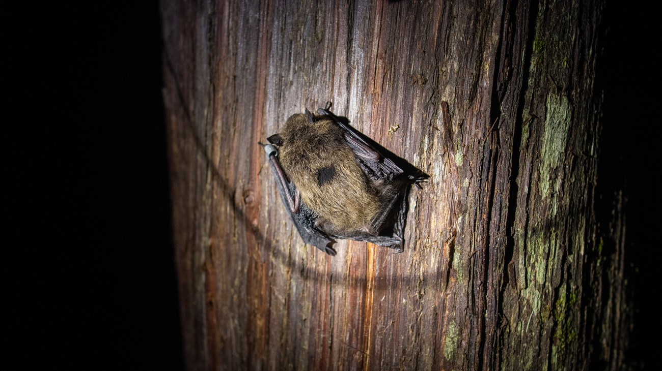 an eastern smallfooted bat hanging onto the side of a tree trunk