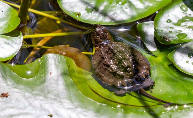 A baby snapping turtle