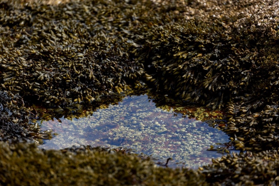 closeup picture of dark colored rockweed coating rocks in the intertidal area