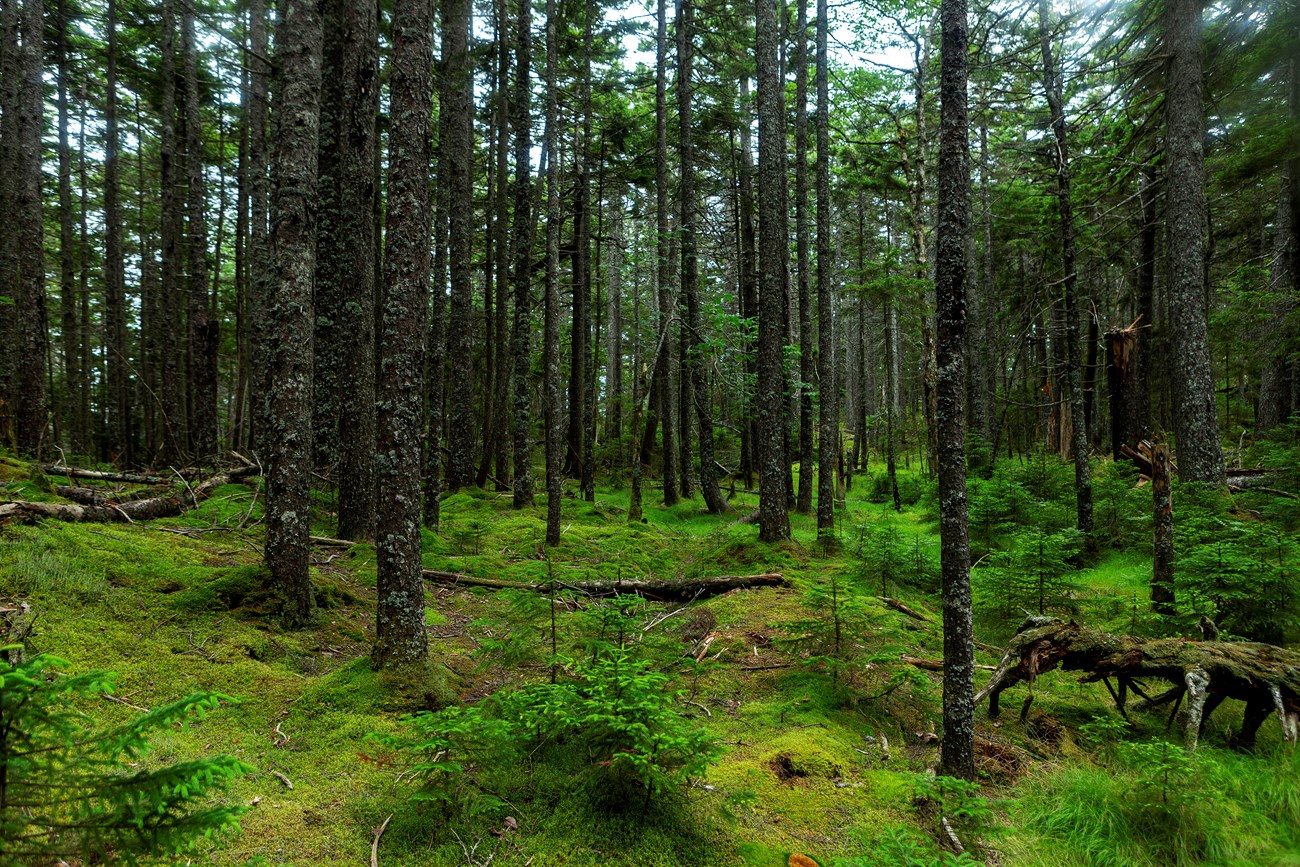 Trees and moss in a forest