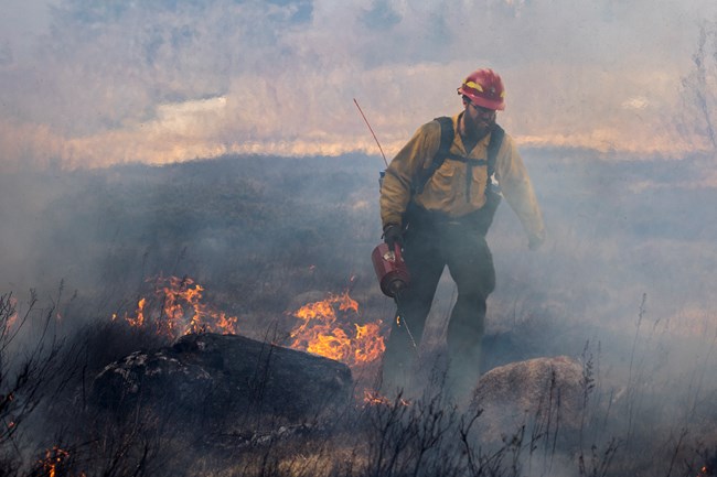 A firefighter holding a driptorch walks quickly through a smoky burning field of grasses and weeds.