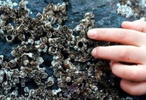 Hand points at acorn barnacles attached to rock