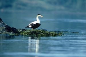 Male common eider stands on rocky shore