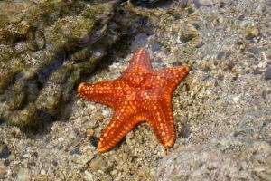Orange sea star underwater