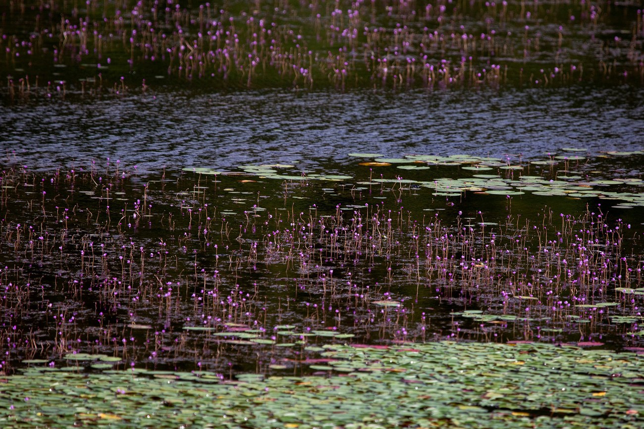 Water lilies and purple bladderwort flowers in pond