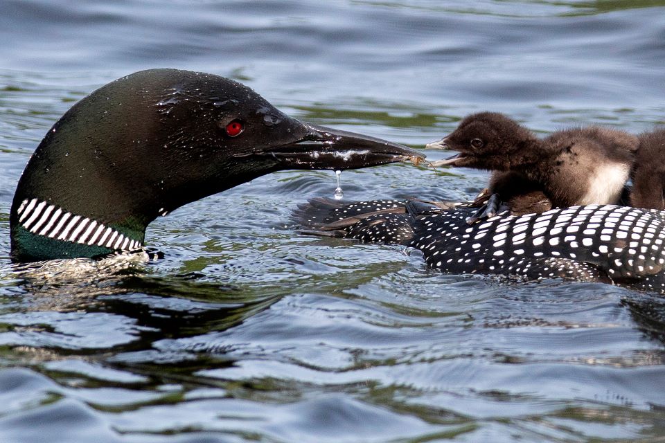 Common Loon feeding its young at Echo Lake in Acadia National Park