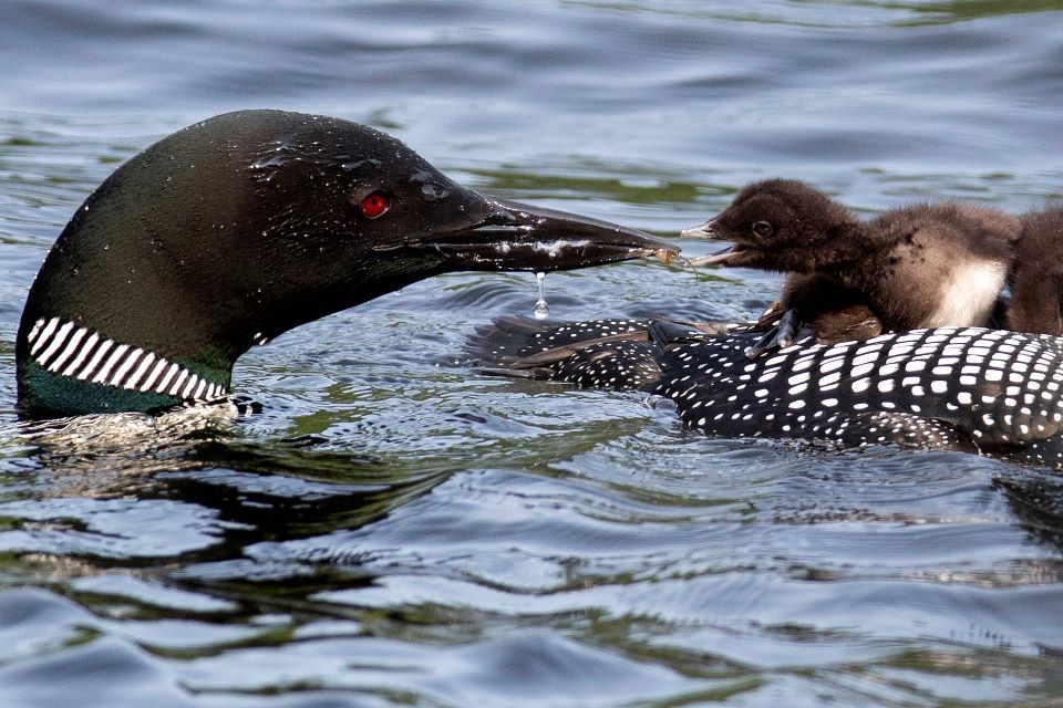 adult loon feeding a chick