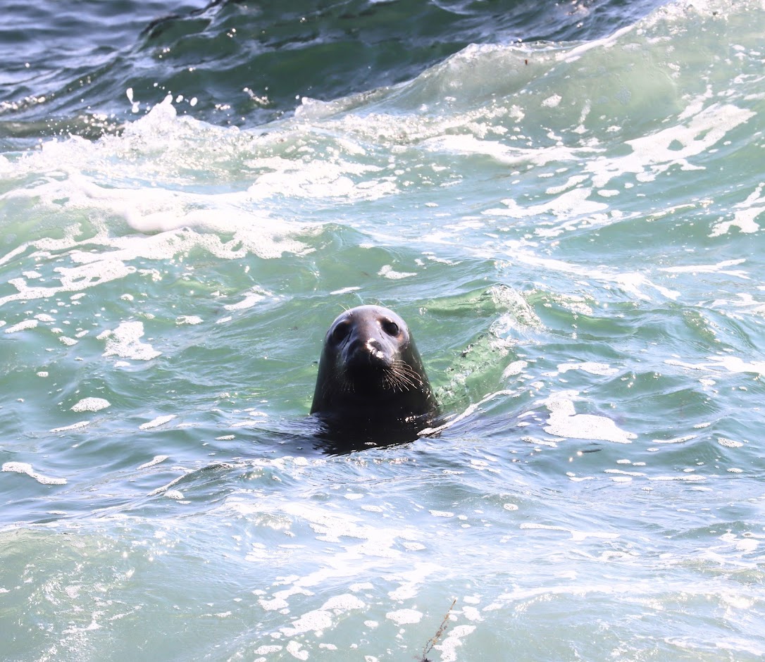 Harbor seal's head emerging from calm waters near Acadia's rocky coastline