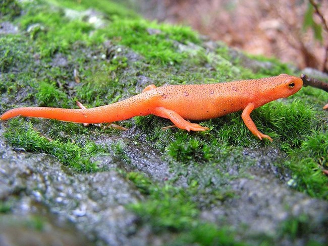 a bright orange eastern newt in its terrestrial stage called a Red Eft. Bi