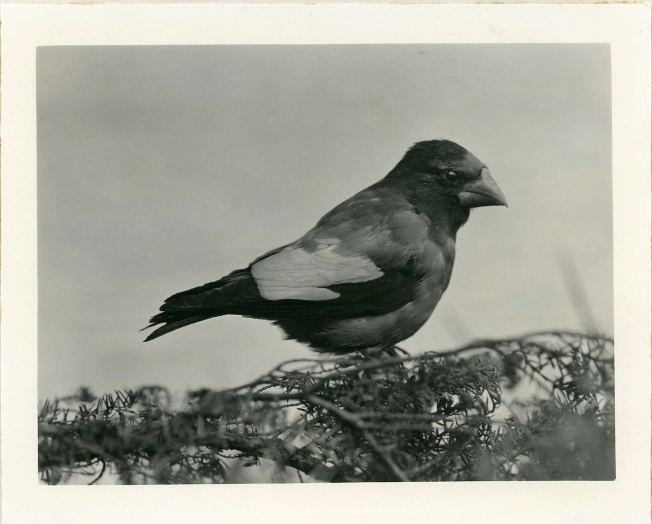 a black and white photo of a bird with prominent conical bill