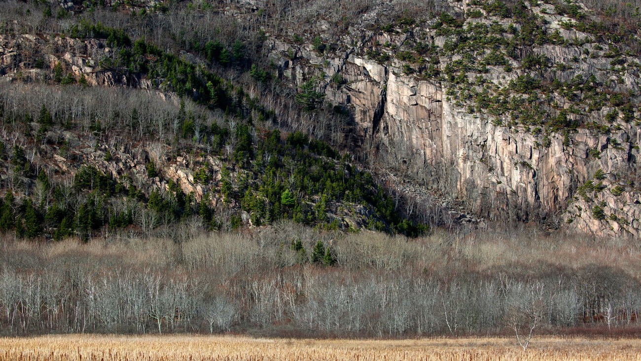 evergreen trees on a gray cliffside