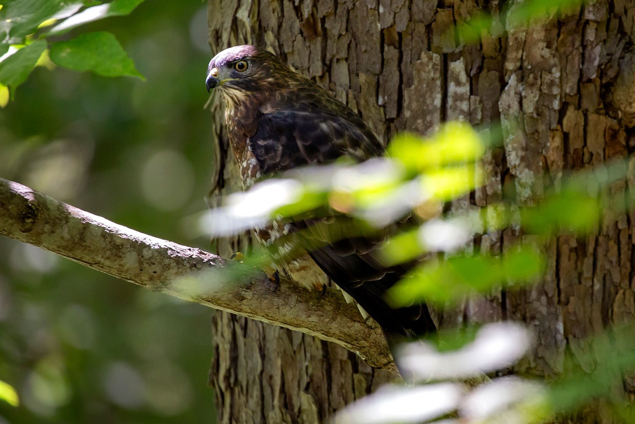 a brown and white hawk through the green leaves