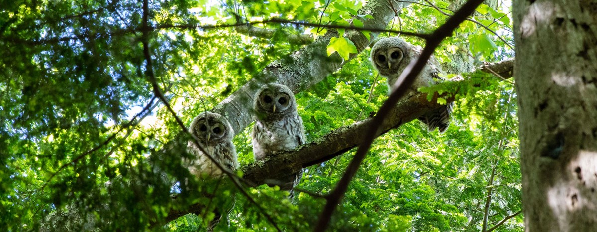 three owls sitting on a tree branch looking at the camera