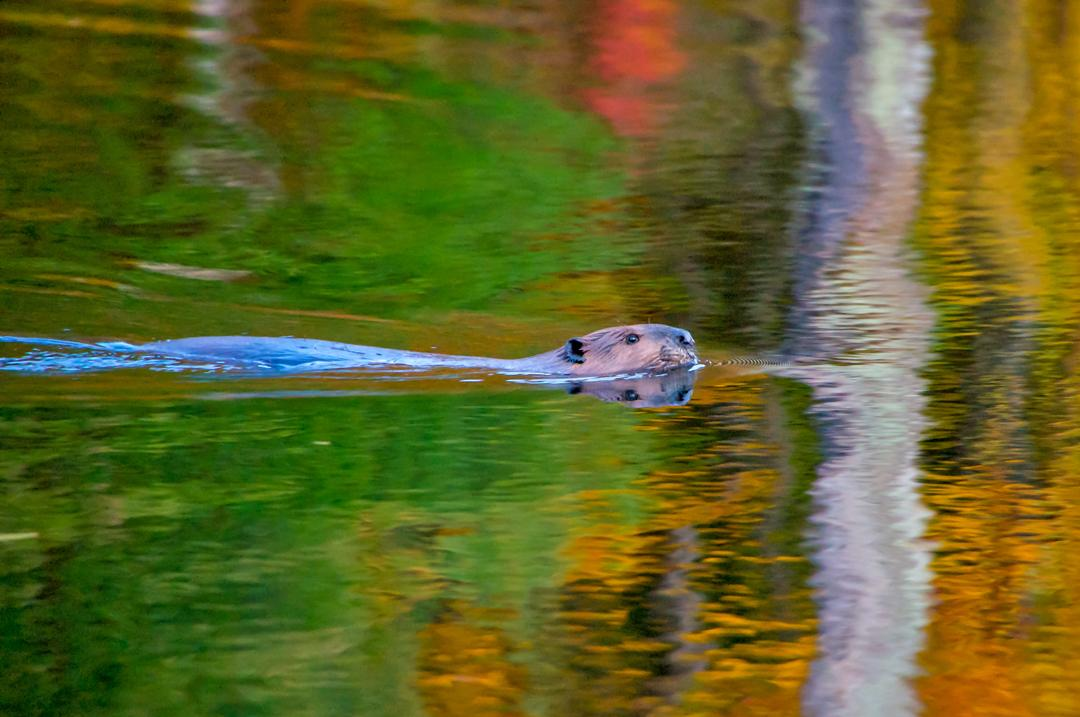 a beaver swims in a pond