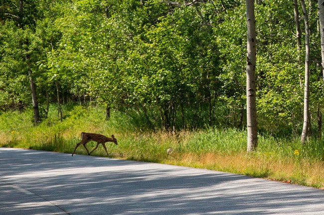 Wildlife Heritage Areas launched to protect wildlife in their natural habitat