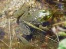 Frog in a pond Frog in a pond