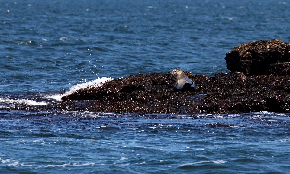 a harbor seal laying on exposed rock in the middle of ocean waters