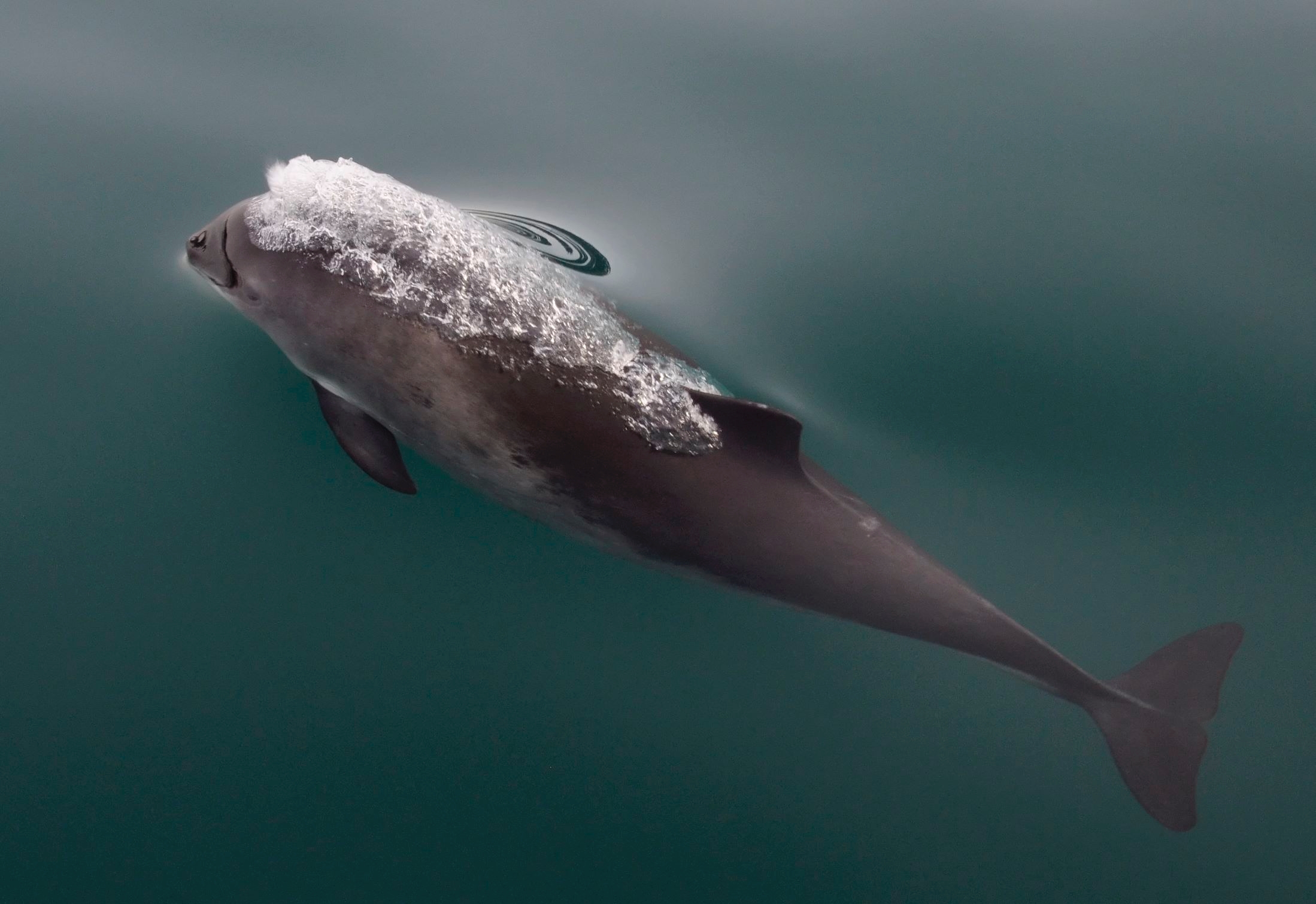 Harbor Porpoise in Acadia National Park waters