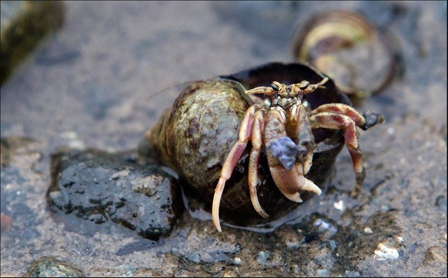 Hermit Crab