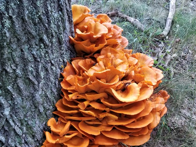 A cluster of Jack o' Lantern mushrooms on the base of a tree.
