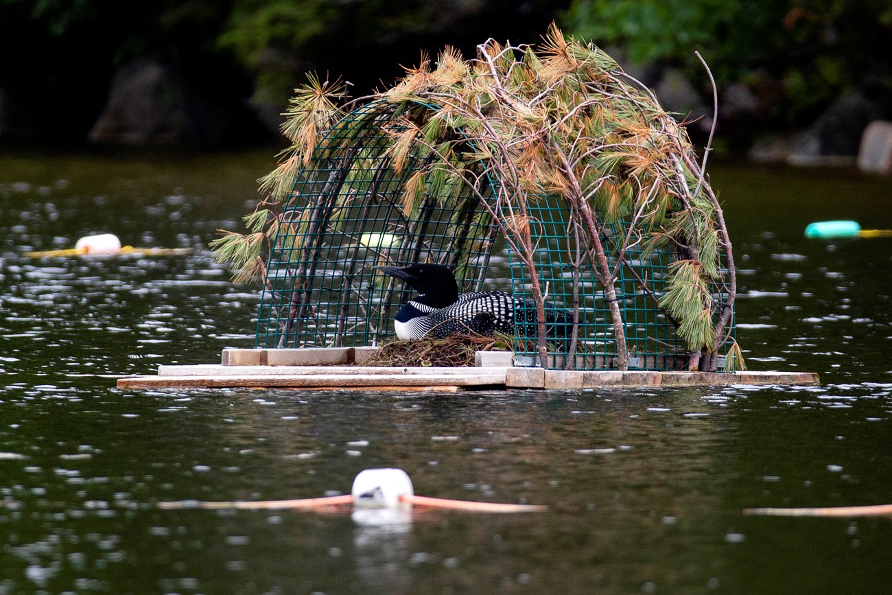 Loon on nesting raft