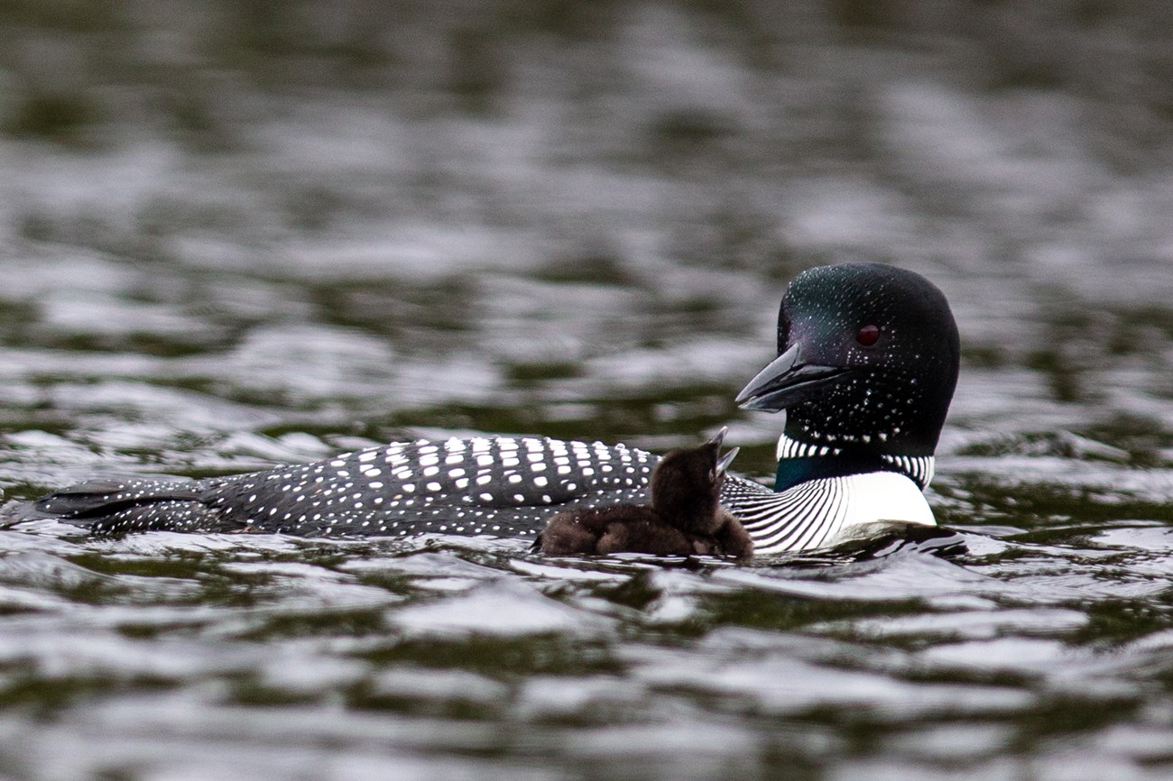 Loon with young