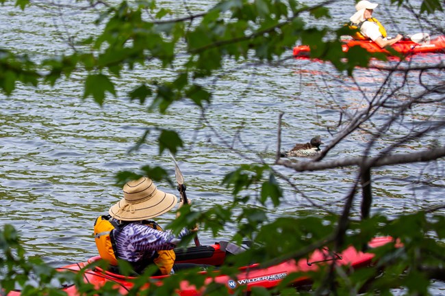 Kayakers observing loons