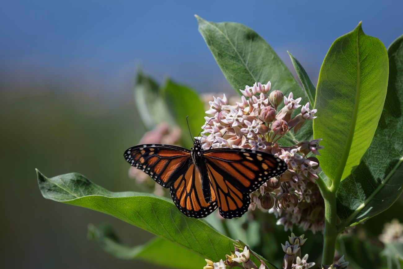 Monarch Butterfly