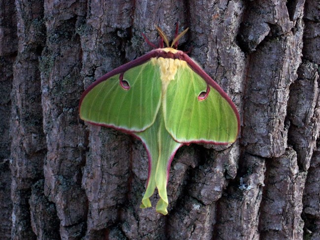 Green moth on a tree
