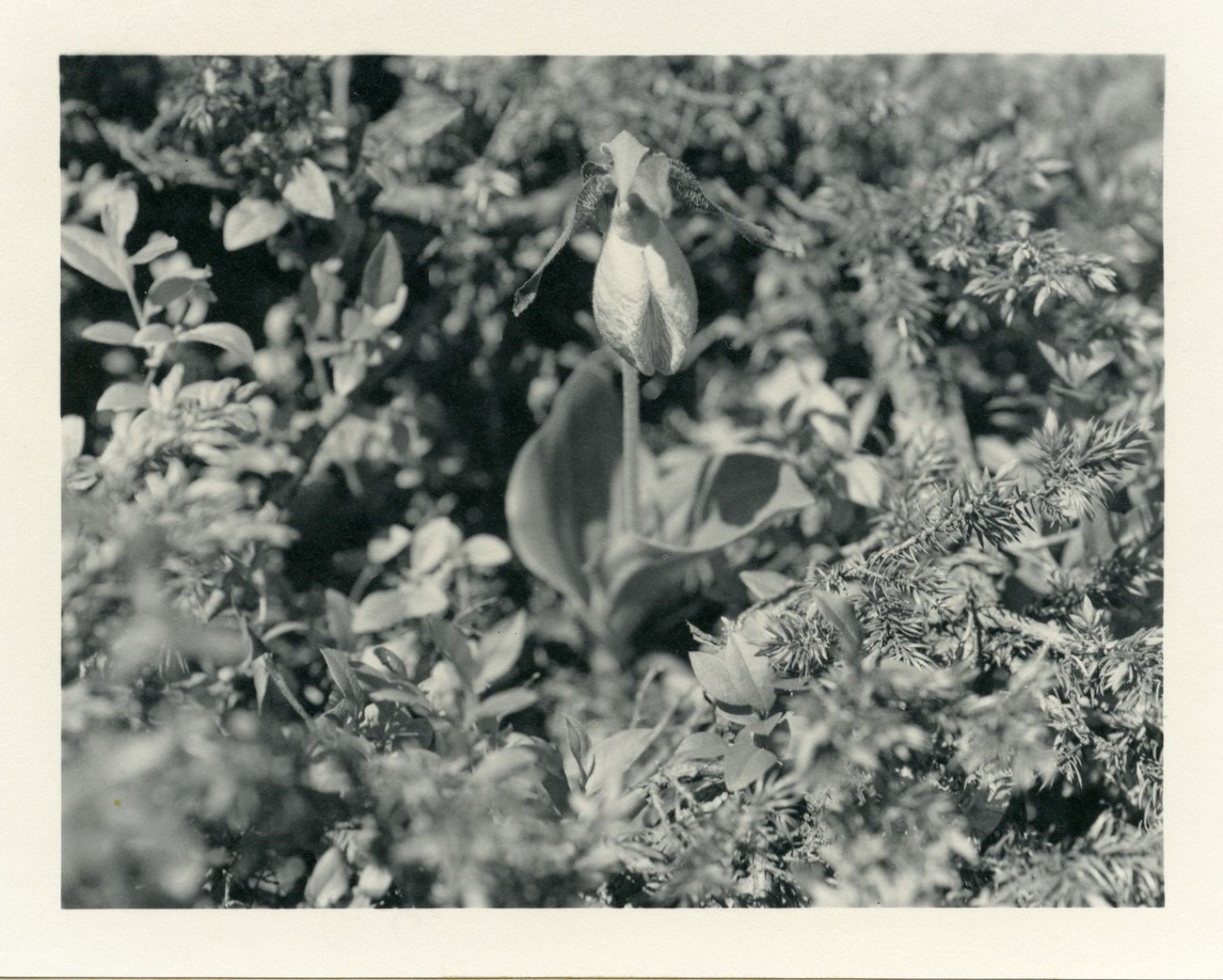 a black and white photo of a group of flowers shaped like dance slippers