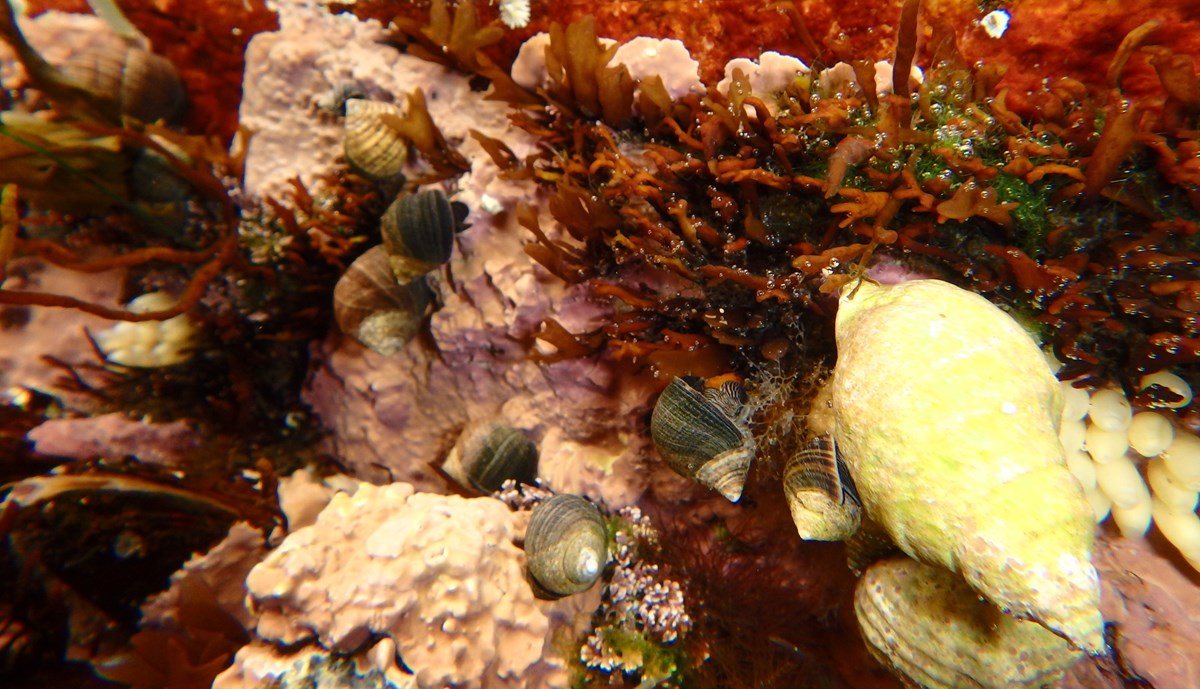 a variety of sea snails covering a rock underwater
